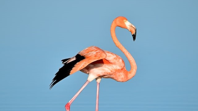 How flamingos can stand on one leg