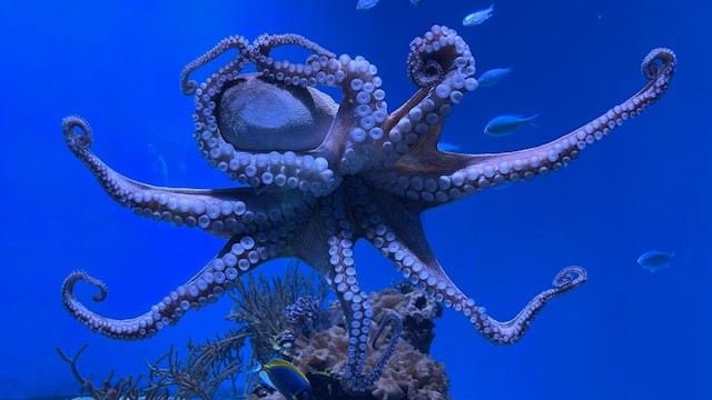 Octopus ability to regenerate its limbs