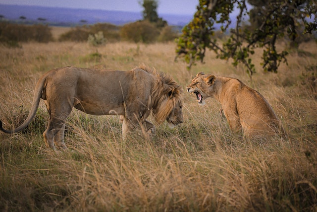 Conservation efforts to protect lions