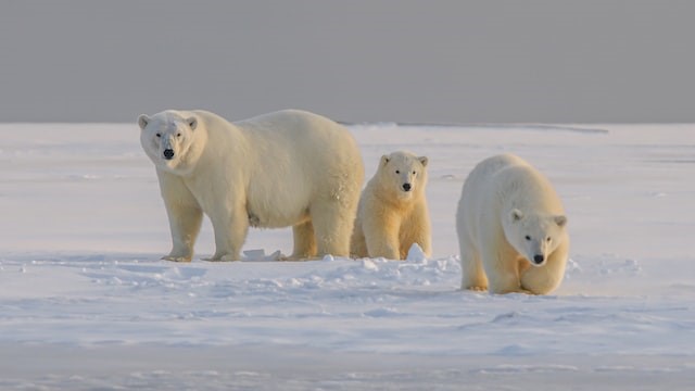 climate change is affecting Polar bears.