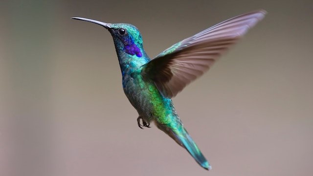 hummingbirds ability to fly backwards