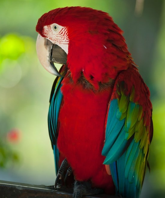 Macaw birds