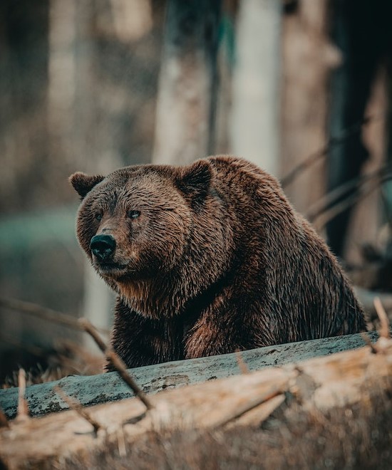 Grizzly bears in the wild