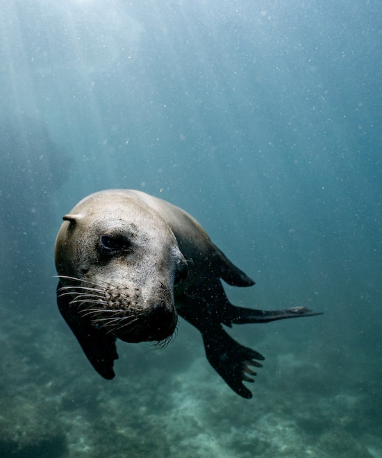 Seals in water